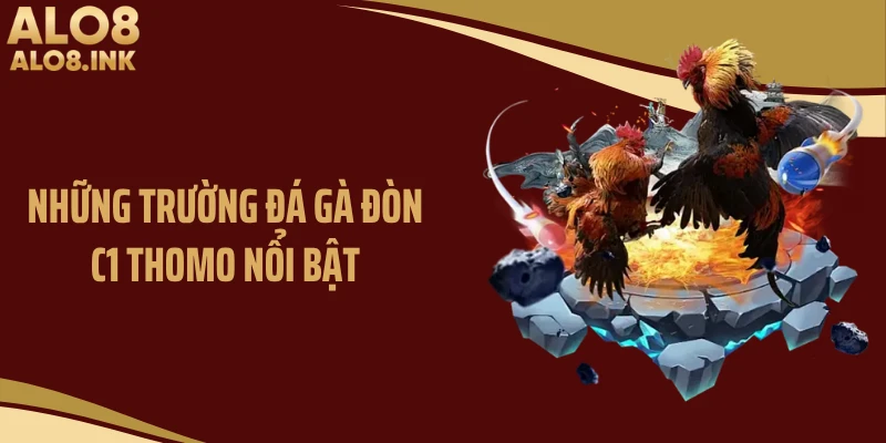 Những trường đá gà đòn C1 Thomo nổi bật